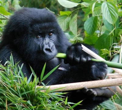 1 Day Gorilla Trekking Bwindi Forest - Ruhija Section in Uganda