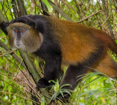 2 Days Rwanda Primates Tour