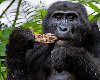 4 Gorilla-Trekking-in-Volcanoes-National-Park