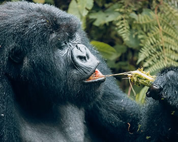 6 Days Uganda Safaris with Gorilla Trekking in Bwindi