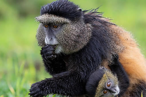 Golden Monkey safaris in Rwanda and Gorilla tours Uganda