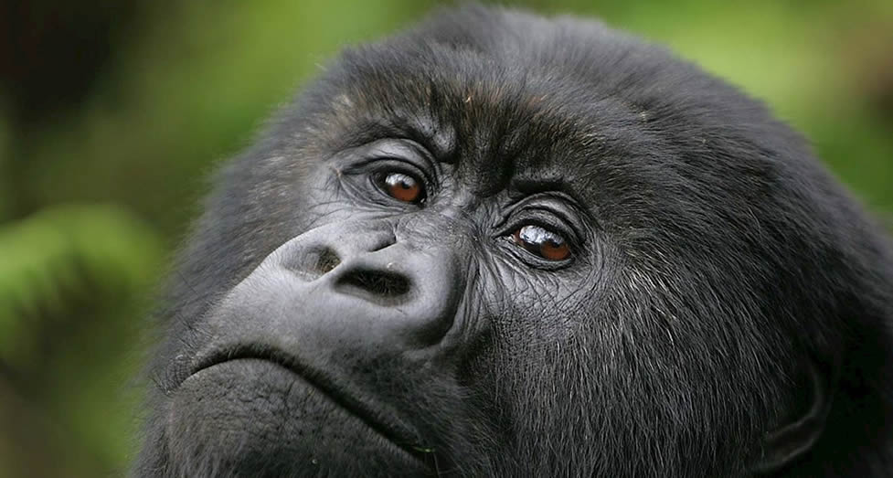 safaris gorillas -volcanoes-national-park